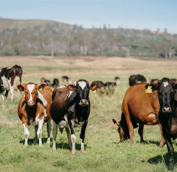 case-study sample
