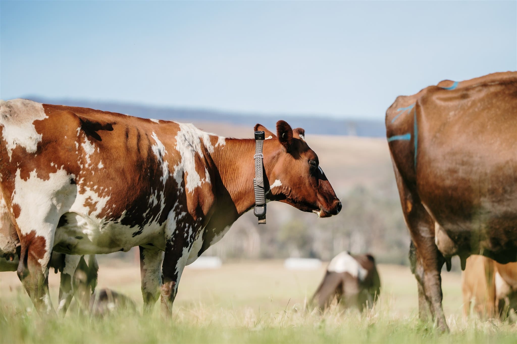 07_Our-Focus_Animal-Welfare-Standards